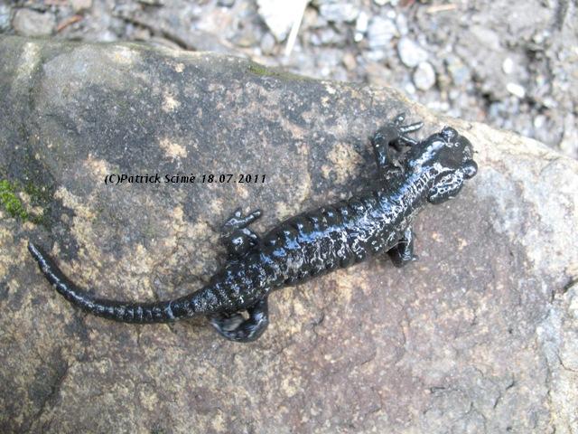Salamandra atra: comportamento difensivo